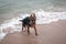 German Shepherd puppie playing on the shore of the sea. Purebreed dog at the beach. Home pet