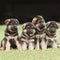 German Shepherd puppies