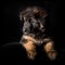 German shepherd puppies studio portrait on black