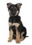 German Shepherd puppy, 3 months old, sitting