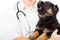 German Shepherd puppy barks on the hands of a veterinarian