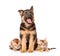 German shepherd puppy and bengal kittens looking at camera. isolated