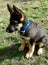 German shepherd puppy blue training sit