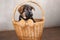German shepherd puppy climbed into an old wicker basket