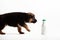 german shepherd puppy coming to the plastic bottle of yogurt