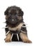 German shepherd puppy in dog collar