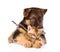 German shepherd puppy dog embracing little bengal cat. isolated