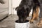 German shepherd puppy eating dog food from a silver dog bowl in the kitchen