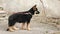 German shepherd puppy on a leash.Puppy on a walk. Portrait of a nice puppy