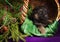 German shepherd puppy lying in a basket with fir branches. Purple background.