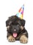 German shepherd puppy in party cone