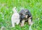German shepherd puppy playing with tiny kitten on green grass