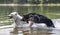 A German shepherd puppy plays in the water with a Swiss white-coated shepherd dog in the river, in a spray of water.