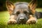 German shepherd puppy sleeping on a warm summer day on a warm summer day