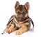 German Shepherd puppy with a stethoscope on his neck. isolated