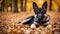 german shepherd puppy A sweet German Shepherd puppy with alert ears and kind eyes, lying on a soft pile of leaves