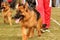 German Shepherd in the ring