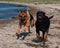 German Shepherd and a Rottweiler playing at the beach