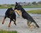 German Shepherd and a Rottweiler playing at the beach