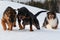 German Shepherd Rottweiler and Shetland Sheepdog in the white snow