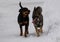 German shepherd and rottweiler in the snow