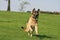 German Shepherd running with ball