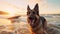 German shepherd running and playing on dog-friendly beach at sunset. Summer fun surfing vacation with dog, pet friendly trip and