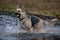 German Shepherd running through water