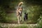 German Shepherd Saluki Cross running towards the camera with a foxy tail