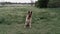 German shepherd sits in a clearing, then jumps for the ball and runs away. The dog jumps and catches the ball.