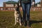 German shepherd sits at the feet of owner on a spring day. Horizontal photo, animal training concept