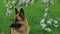 German Shepherd sits near blooming apple tree in spring and looks smiling. Many different flowers grow in clearing in