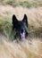 German shepherd is sitting in a corn field