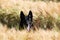 German shepherd is sitting in a corn field