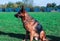 German shepherd sitting on green grass