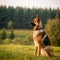 German Shepherd sitting on the green meadow in summer. German Shepherd dog sitting on the grass with a summer landscape in the