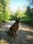 German shepherd sitting on the path