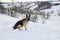 German shepherd is sitting on the white snow. Dog on a background of a snowy ravine, face in the snow