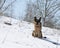 German shepherd on a snow-covered slope