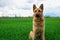 The German Shepherd in the spring sits on a green young wheat field