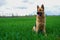 The German Shepherd in the spring sits on a green young wheat field