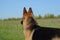 German shepherd stands in the field