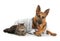 German shepherd with stethoscope dressed as veterinarian doc and cat
