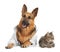 German shepherd with stethoscope dressed as veterinarian doc and cat