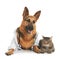 German shepherd with stethoscope dressed as veterinarian doc and cat