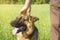 German shepherd stroking his master`s hand outdoors in a field.