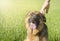 German shepherd stroking his master`s hand outdoors in a field.