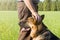 German shepherd stroking his master`s hand outdoors in a field.