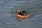 German shepherd swims in a pond and plays with a toy. Sheepdog bathes in the lake, in the river. The dog`s head is sticking out o