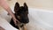 German shepherd takes a shower with soap and water in the bathroom at home, the girl bathes a cute puppy. Pet care